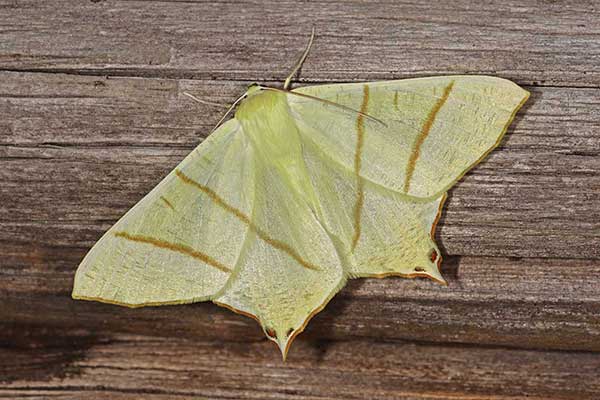 Bodzieniec bzowiak (Ourapteryx sambucaria)