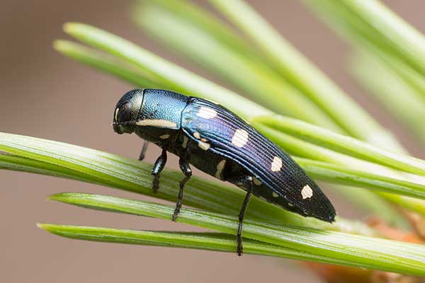 Bogatek ośmioplamkowy (Buprestis octoguttata)