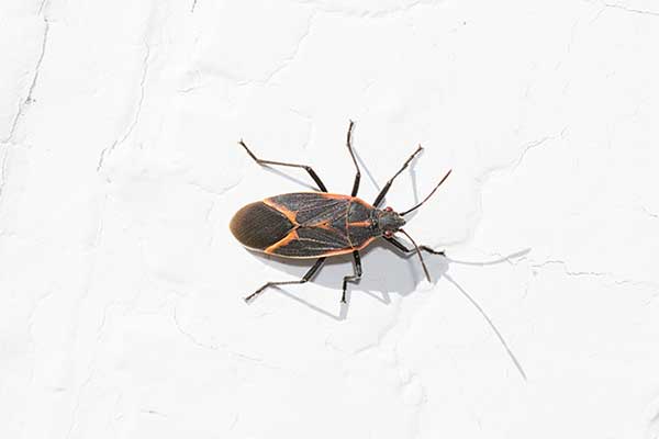 (Boisea trivittata)