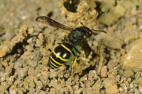 Bolica kolconoga (Odynerus spinipes)