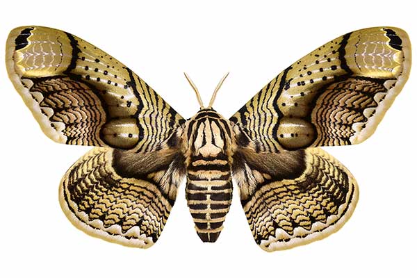 (Brahmaea hearseyi)