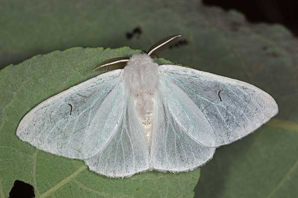 Brudnica czarnelka (Arctornis l-nigrum)