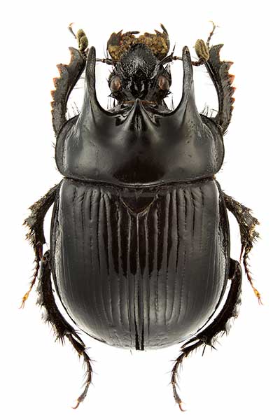 Bycznik, tyfeusz (Typhaeus typhoeus)