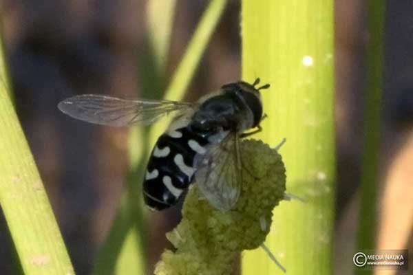 Bzyg brzęk (Scaeva pyrastri)