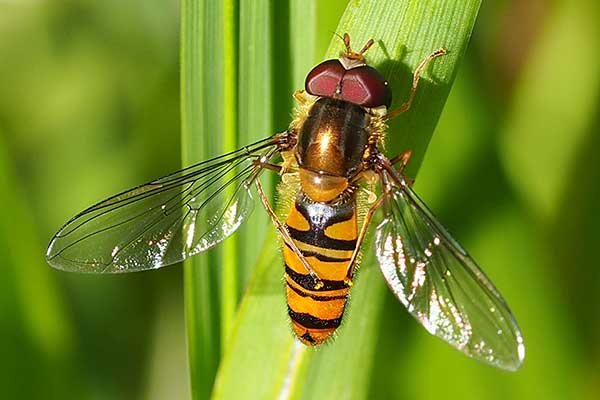 Bzyg prążkowany (Episyrphus balteatus)