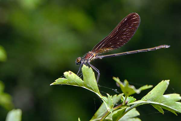 (Calopteryx haemorrhoidalis)