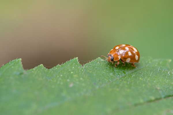 (Calvia quatuordecimguttata)