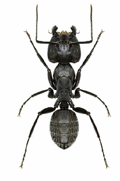 (Camponotus vagus)