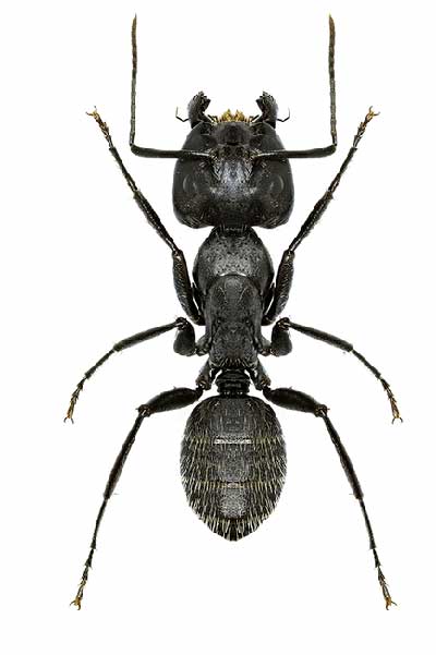  (Camponotus vagus)