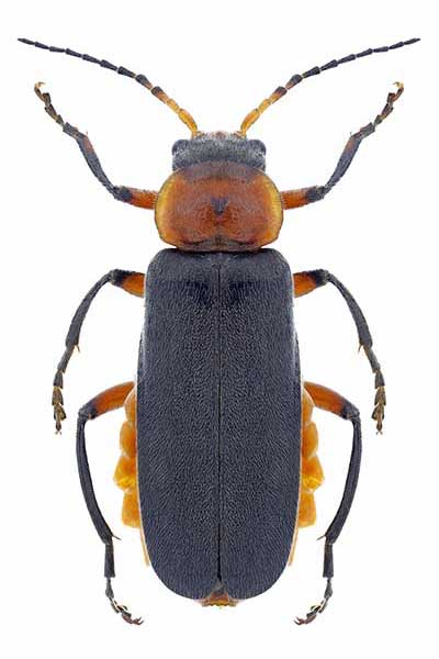 (Cantharis rustica)