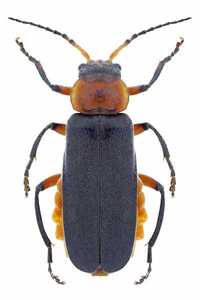  (Cantharis rustica)