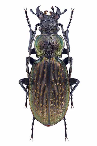 (Carabus szekelyi)