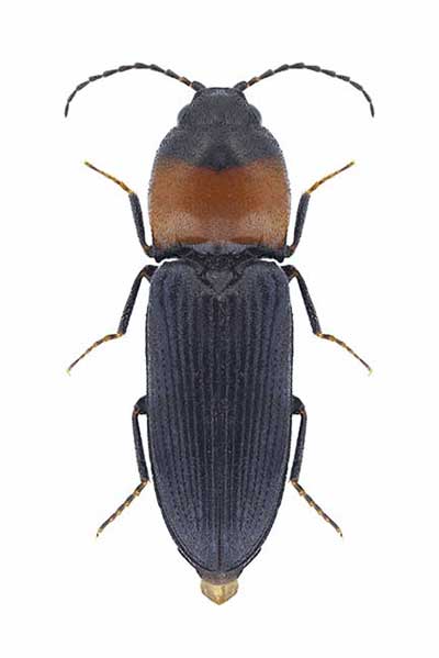 (Cardiophorus ruficollis)