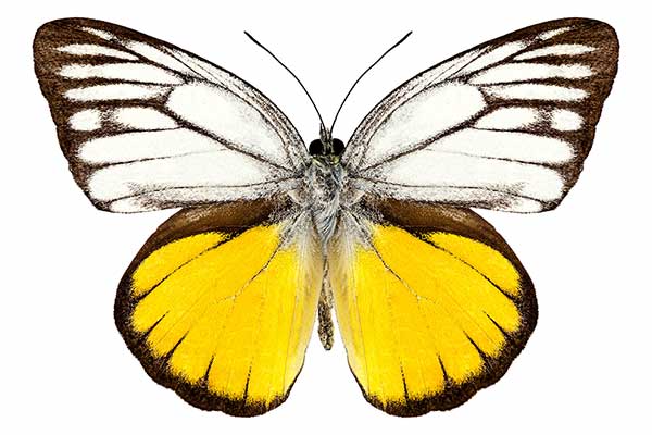 (Cepora aspasia)