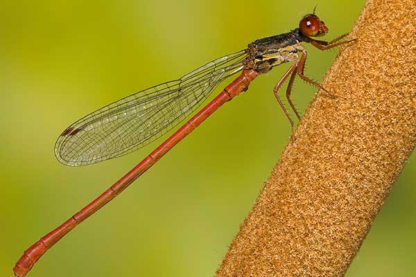 (Ceriagrion tenellum)
