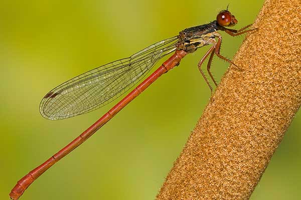  (Ceriagrion tenellum)