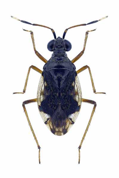 (Chartoscirta elegantula)