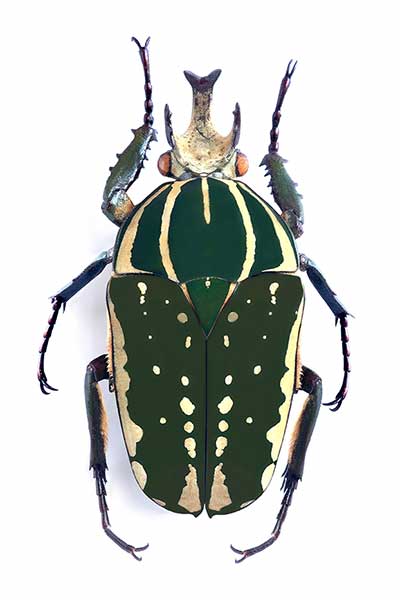 (Chelorrhina polyphemus)