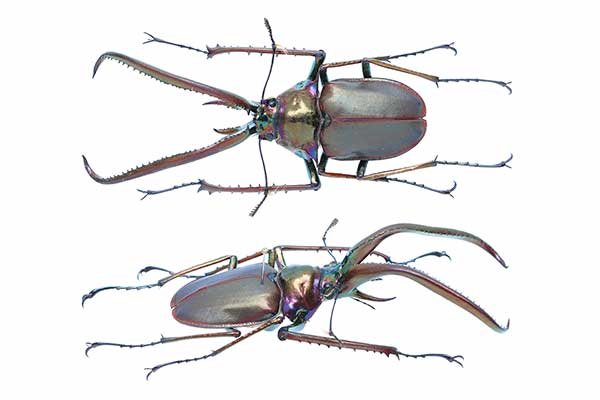 (Chiasognathus grantii)