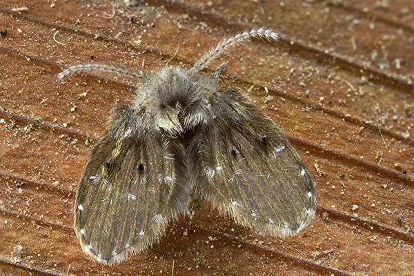 (Clogmia albipunctata)