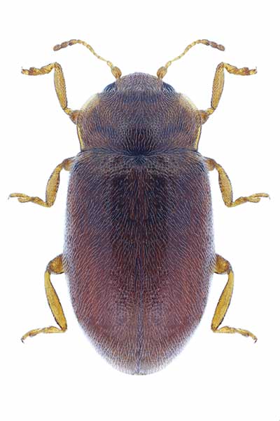 (Coccidula rufa)