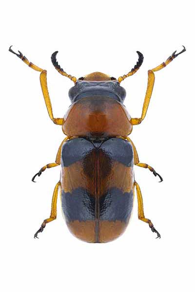(Coptocephala unifasciata)