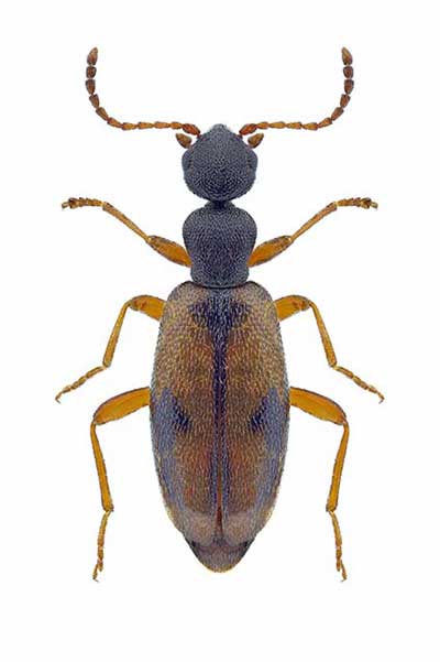 (Cordicomus gracilis)