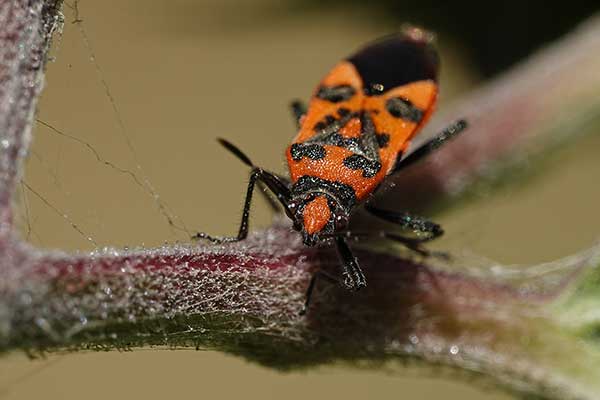 Glinik lulkarz (Corizus hyoscyami)