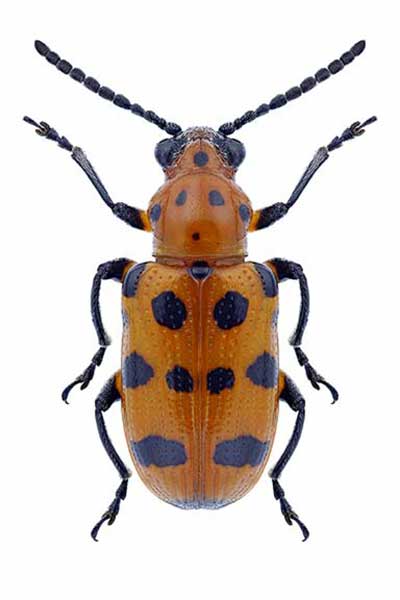 (Crioceris quatuordecimpunctata)