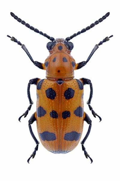  (Crioceris quatuordecimpunctata)