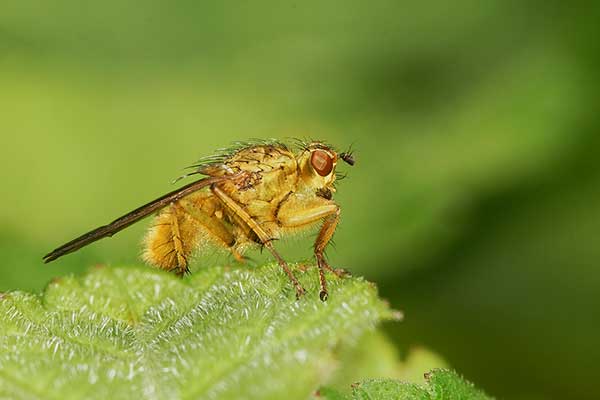 Cuchna nawozowa (Scathophaga stercoraria)