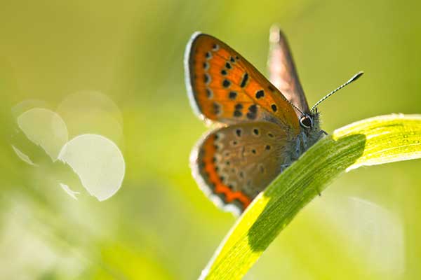 Czerwończyk fioletek (Lycaena helle)