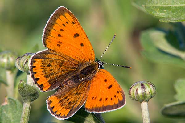 Czerwończyk nieparek, czerwończyk większy  (Lycaena dispar)