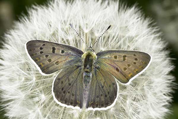 Czerwończyk uroczek (Heodes tityrus)