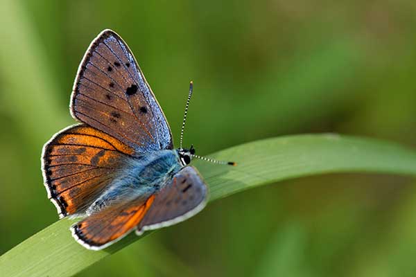 Czerwończyk zamgleniec (Lycaena alciphron)