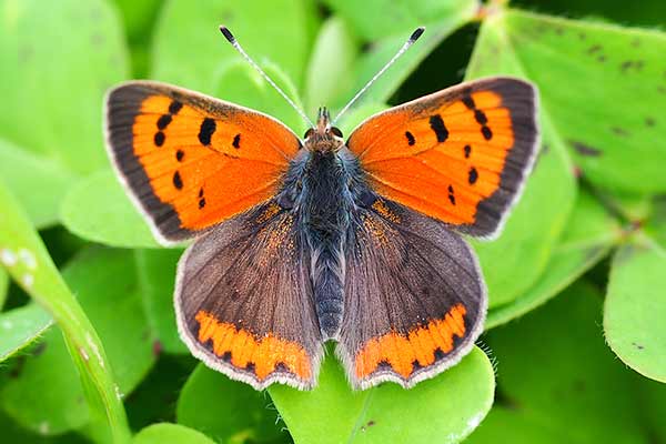 Czerwończyk żarek (Lycaena phlaeas)