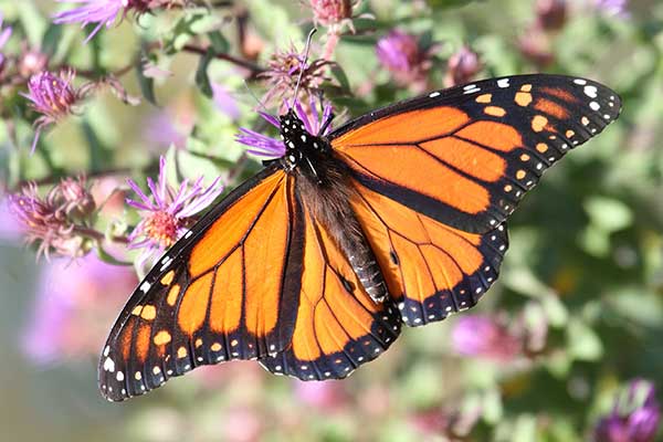 Motyl monarcha, danaid wędrowny (Danaus plexippus)