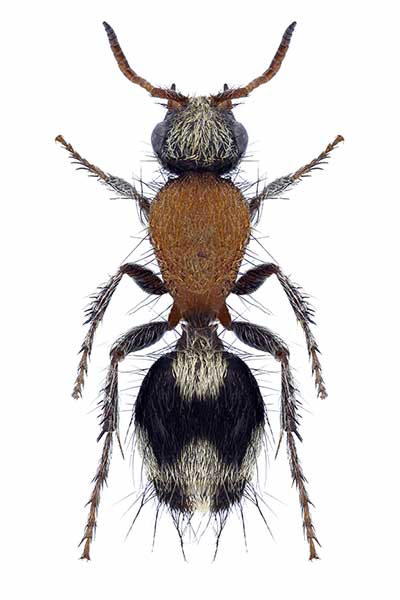 (Dasylabris miogramma)