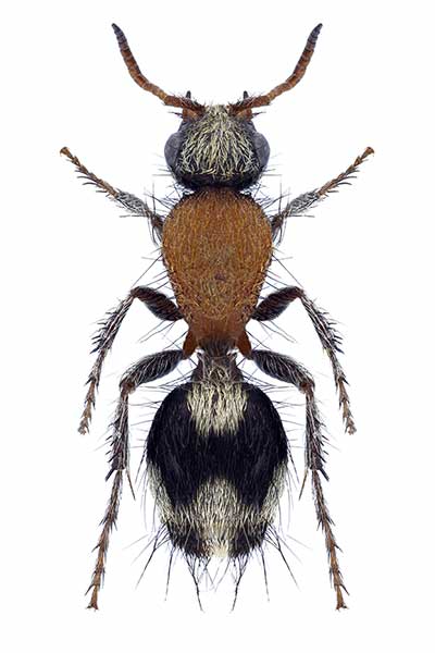  (Dasylabris miogramma)