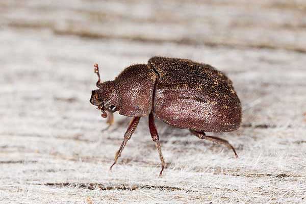 Dębosz żukowaty (Aesalus scarabaeoides)