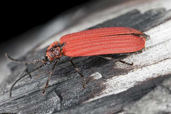 (Dictyoptera aurora)