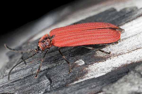  (Dictyoptera aurora)