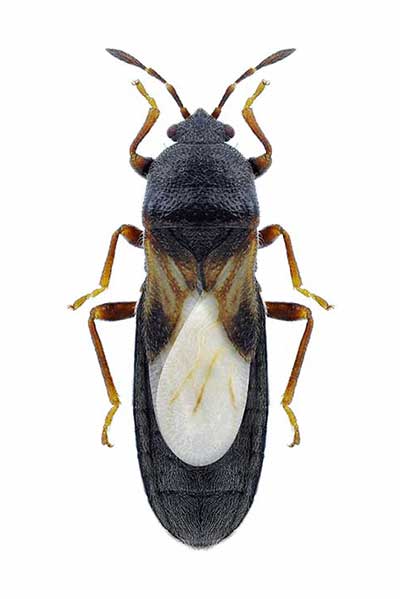 (Dimorphopterus spinolae)