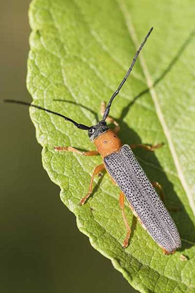 Dłużynka dwukropkowa (Oberea oculata)