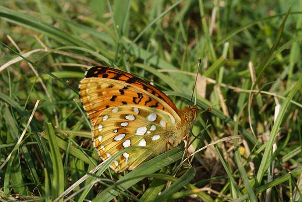 Dostojka aglaja (Argynnis aglaja)