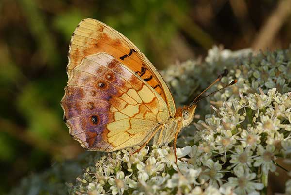 Dostojka dafne (Brenthis daphne)