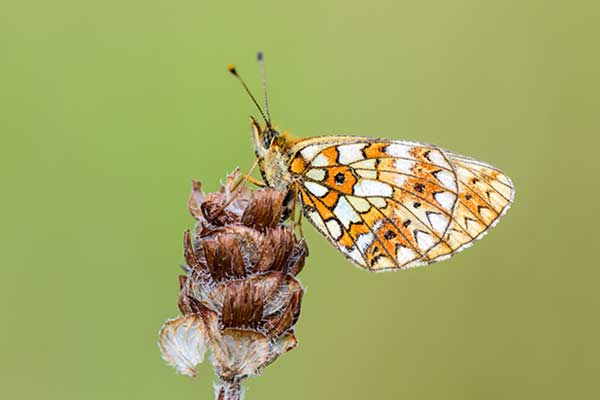 Dostojka selene (Boloria selene)