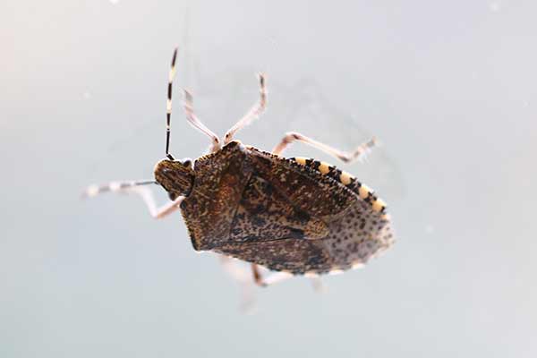 Dzidosz mglisty (Rhaphigaster nebulosa)