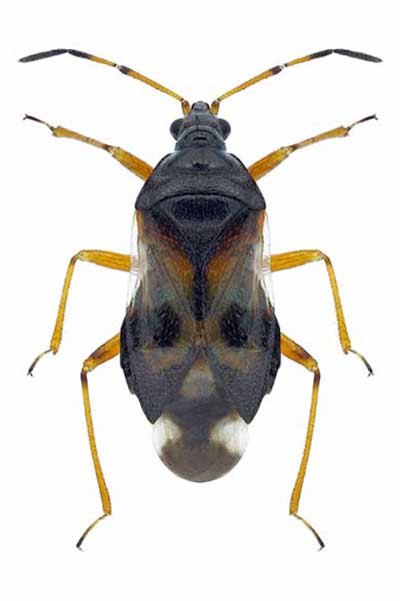 Dziubałek gajowy (Anthocoris nemorum)