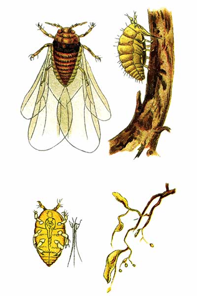 Filoksera winiec (Viteus vitifolii)